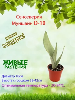 Сансевиерия Муншайн Sansevieria moonshine D-10 Это наш сад 195902263 купить за 2 398 ₽ в интернет-магазине Wildberries