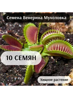 Венерина Мухоловка Семена 10шт K-Lime 195930636 купить за 550 ₽ в интернет-магазине Wildberries