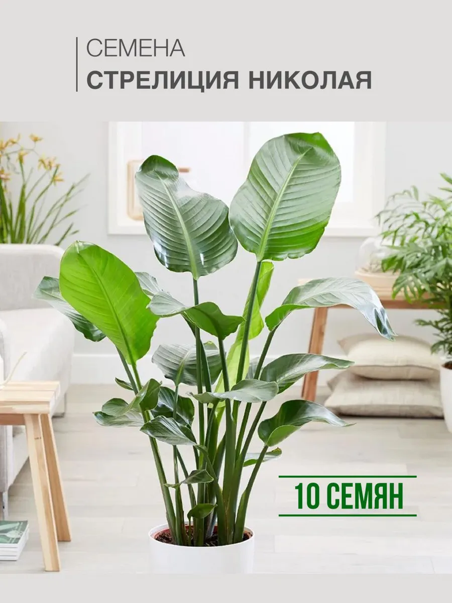 Семена Стрелиция Николая 10шт. (Strelitzia nicolai)