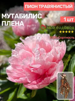 Пионы Саженцы Мой Садовод 195949367 купить за 527 ₽ в интернет-магазине Wildberries