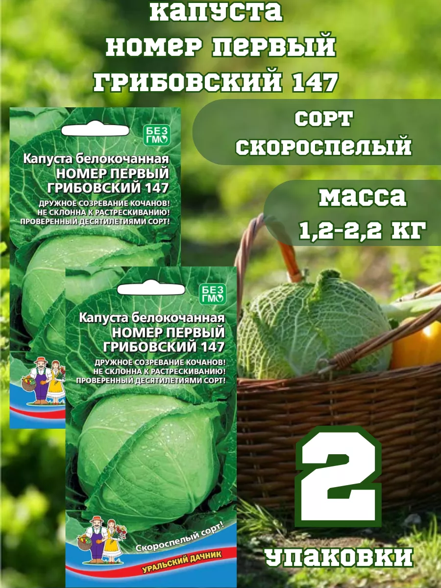 Семена капуста Первый Грибовский 147,2 упаковки Уральский Дачник 196006911  купить за 232 ₽ в интернет-магазине Wildberries