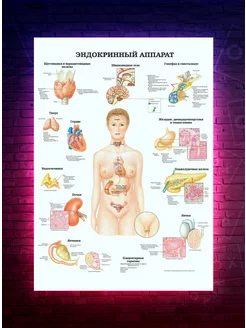 Постер анатомия "Эндокринный аппарат" О-Хочу! 196053757 купить за 183 ₽ в интернет-магазине Wildberries