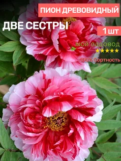 Пионы Саженцы Мой Садовод 196098985 купить за 505 ₽ в интернет-магазине Wildberries