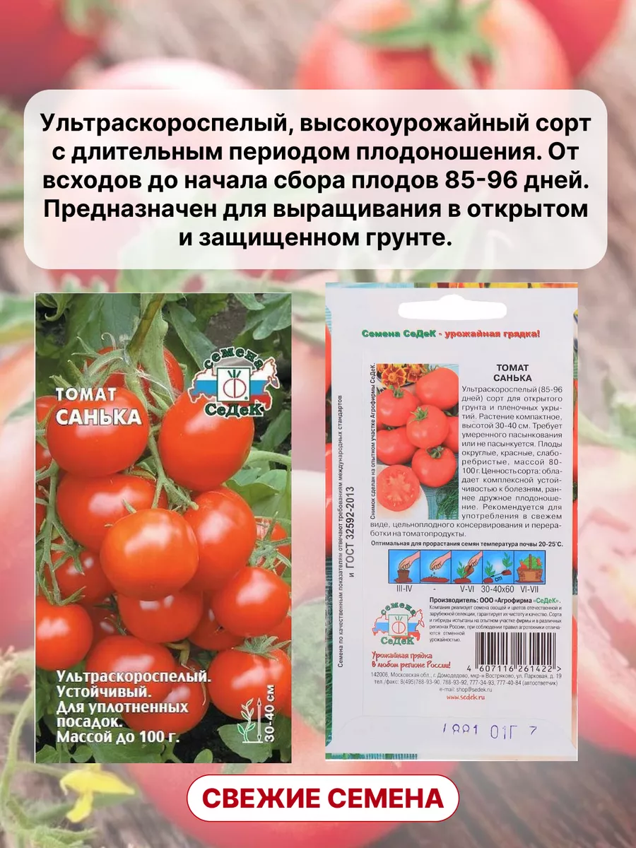 Томат Санька Характеристика И Описание Сорта Фото