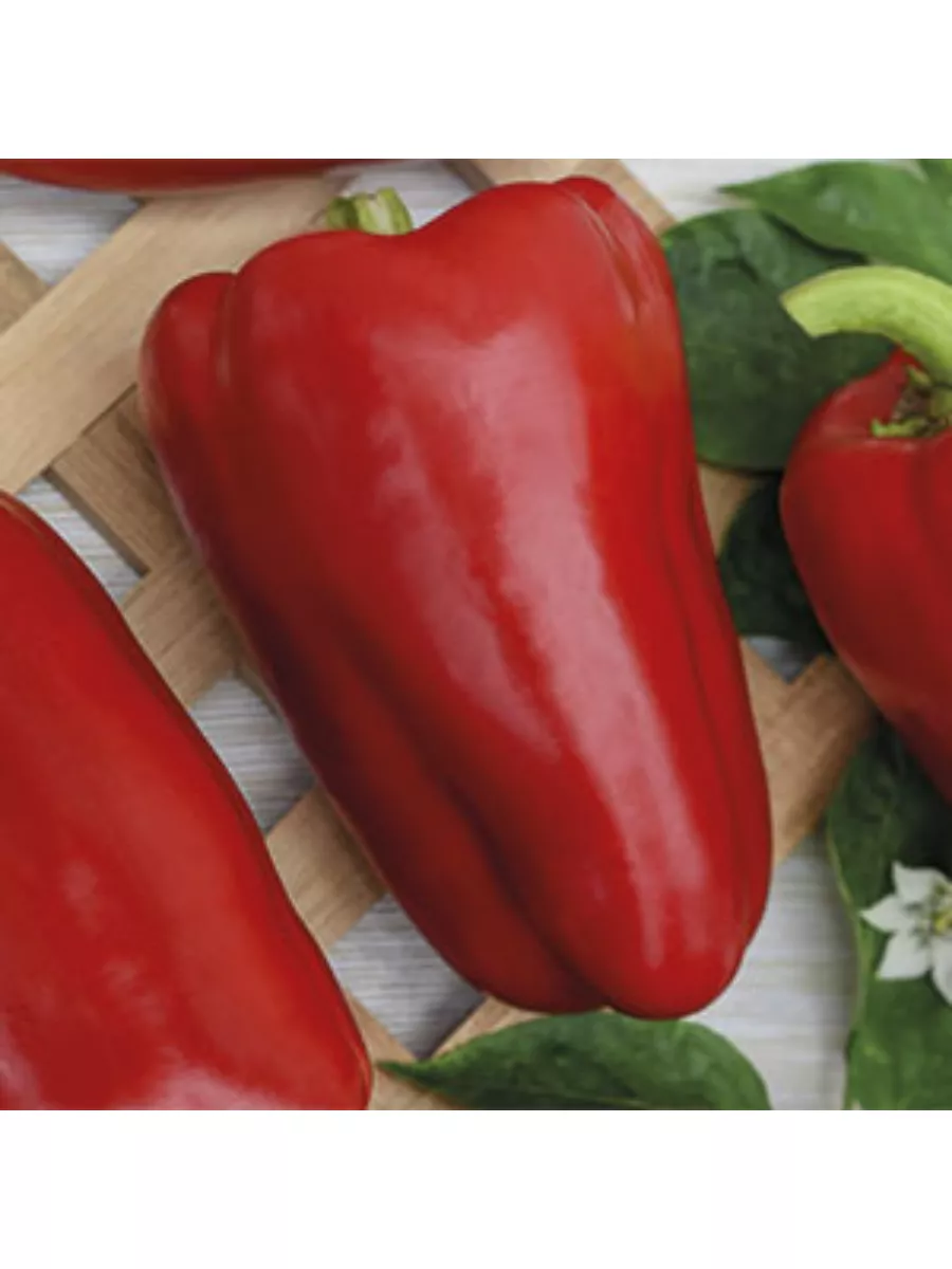 Вершинная гниль на перцах. Перец корнеплод. Перец корнеплод. Корень паприка. Перец корнеплод.