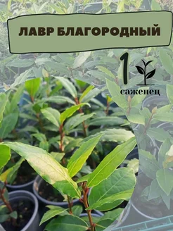 Саженцы лаврового листа, Лавр Благородный Ягодное лукошко 197134764 купить за 596 ₽ в интернет-магазине Wildberries