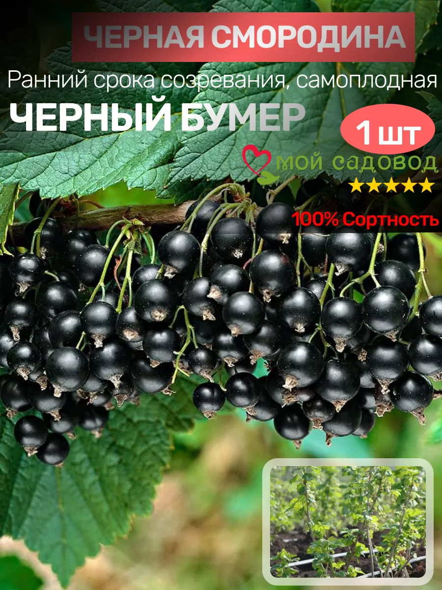 Саженцы Чёрной Смородины