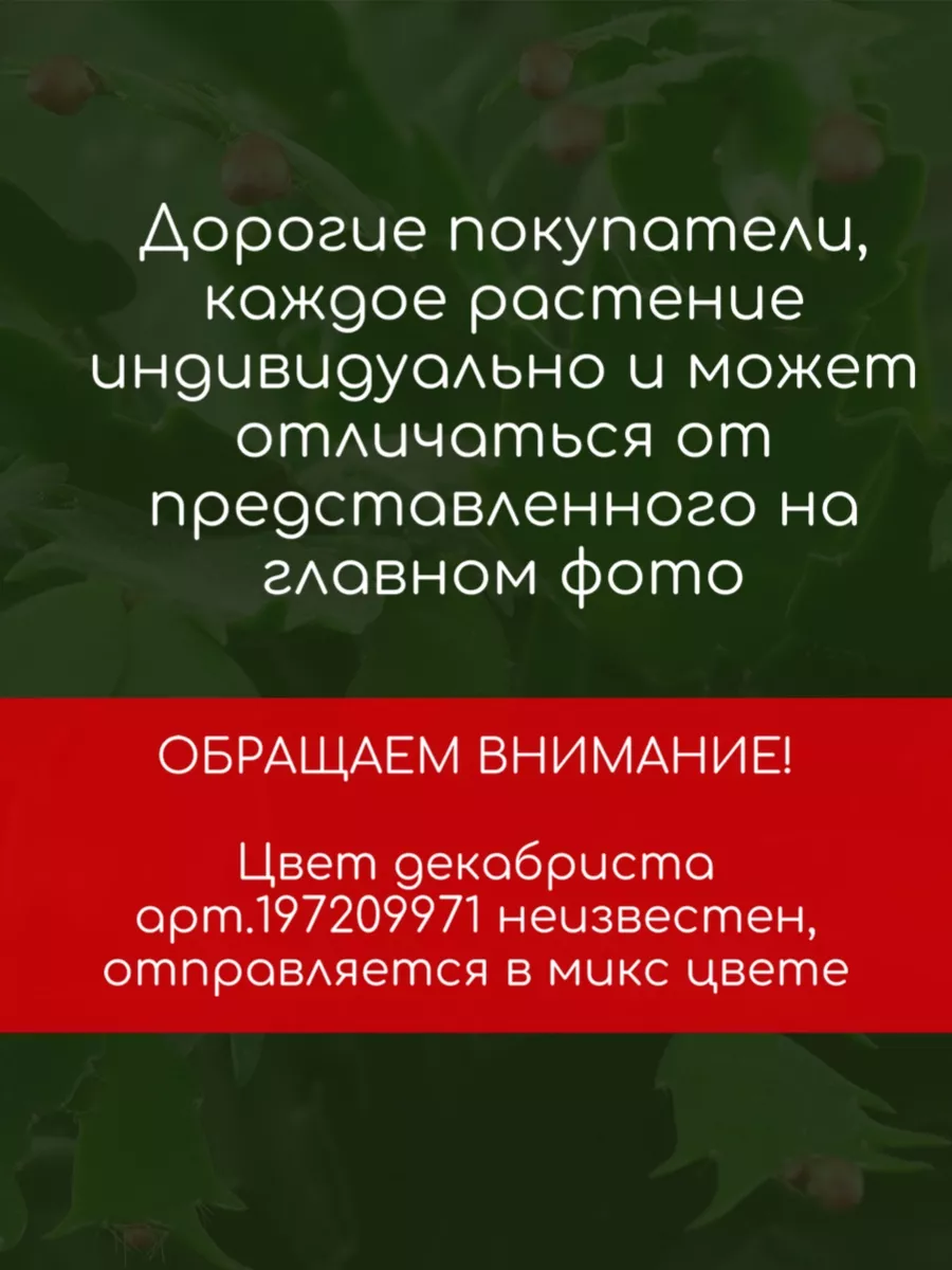 Комнатные растения Декабрист Умный садовод 197209971 купить в  интернет-магазине Wildberries