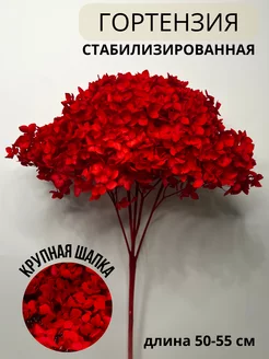 Гортензия стабилизированная сухоцвет для декора EVA florist 197374484 купить за 1 441 ₽ в интернет-магазине Wildberries