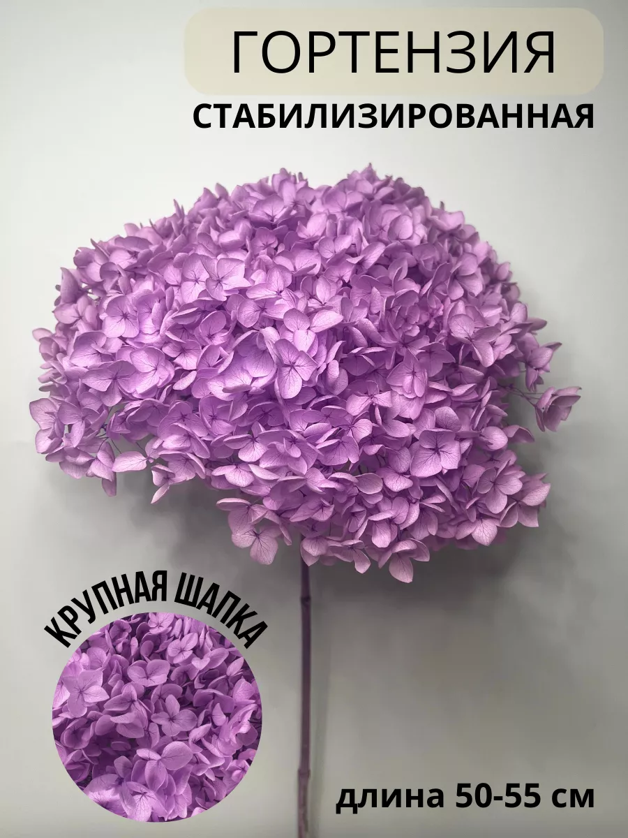 Гортензия...
