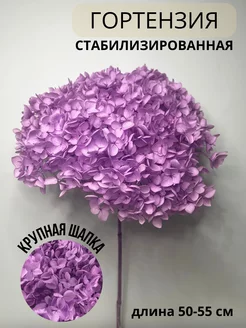 Гортензия стабилизированная сухоцвет для декора EVA florist 197374485 купить за 1 441 ₽ в интернет-магазине Wildberries