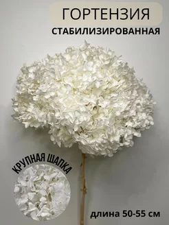 Гортензия стабилизированная сухоцвет для декора EVA florist 197374486 купить за 1 441 ₽ в интернет-магазине Wildberries