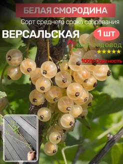 Саженцы Чёрной Смородины Мой Садовод 197382668 купить за 380 ₽ в интернет-магазине Wildberries