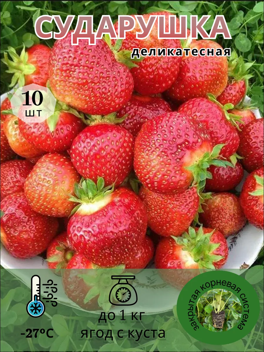 Клубника сорт сударушка отзывы