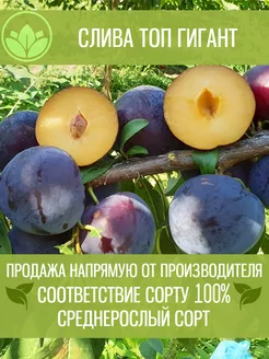 Саженцы Сливы Топ Гигант Крымский Питомник Растений 197878773 купить за 358 ₽ в интернет-магазине Wildberries