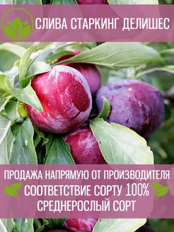 Саженцы Сливы Старкинг Делишес Крымский Питомник Растений 197879504 купить за 363 ₽ в интернет-магазине Wildberries