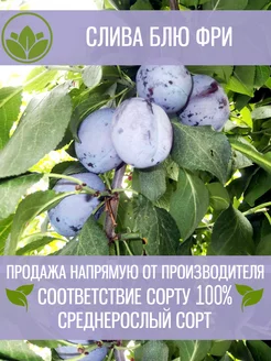 Саженцы Сливы Блю Фри Крымский Питомник Растений 197880935 купить за 362 ₽ в интернет-магазине Wildberries