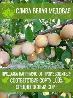 Саженцы Сливы Белая Медовая Крымский Питомник Растений 197881295 купить за 368 ₽ в интернет-магазине Wildberries