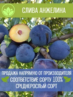 Саженцы Сливы Анжелина Крымский Питомник Растений 197881782 купить за 364 ₽ в интернет-магазине Wildberries