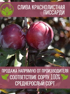 Cаженцы Краснолистной Сливы Писсарди Крымский Питомник Растений 197882199 купить за 380 ₽ в интернет-магазине Wildberries