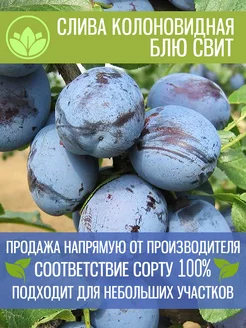 Саженцы Колоновидной Сливы Блю Свит Крымский Питомник Растений 197882392 купить за 345 ₽ в интернет-магазине Wildberries