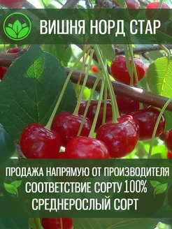 Саженцы Вишни Норд Стар Крымский Питомник Растений 197926134 купить за 406 ₽ в интернет-магазине Wildberries