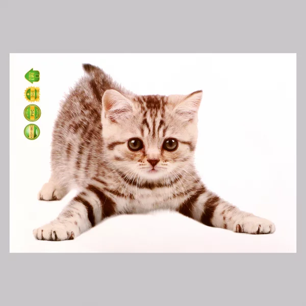 Наклейка 3Д интерьерная Котик