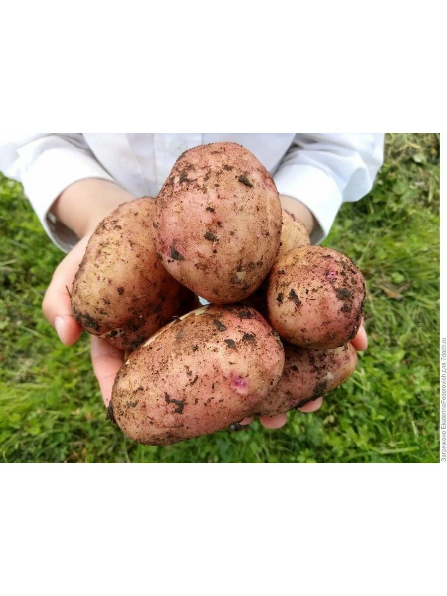 Картофель сорта великан отзывы. Крупный картофель. Урожай картофеля. Огромный урожай картофеля. Картофель в огороде.