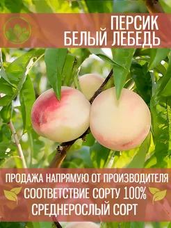 Саженцы Персика Белый Лебедь Крымский Питомник Растений 197992354 купить за 339 ₽ в интернет-магазине Wildberries