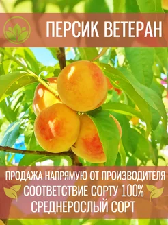 Саженцы Персика Ветеран Крымский Питомник Растений 197992656 купить за 339 ₽ в интернет-магазине Wildberries