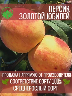 Саженцы Персика Золотой Юбилей Крымский Питомник Растений 197993359 купить за 336 ₽ в интернет-магазине Wildberries