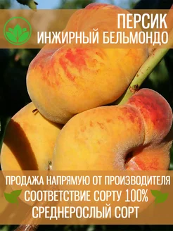 Саженцы Инжирного Персика Бельмондо Крымский Питомник Растений 197993570 купить за 345 ₽ в интернет-магазине Wildberries