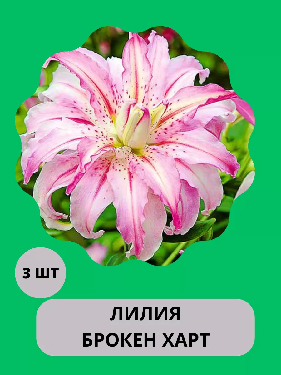 Лилия цветок; Луковицы лилии; Лилия восточная Harvest Garden 198011245  купить за 400 ₽ в интернет-магазине Wildberries