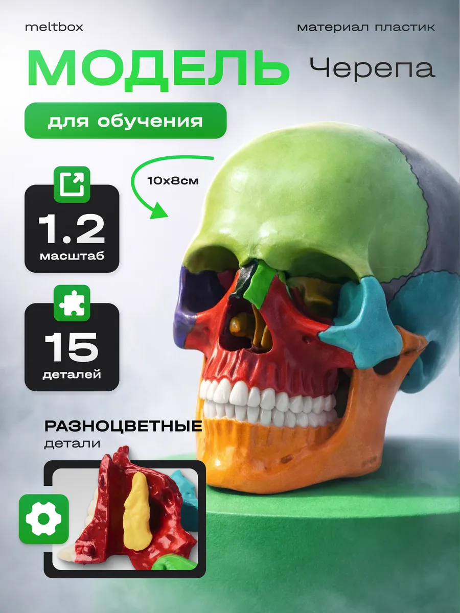Череп анатомический разборной учебный 1 к 2