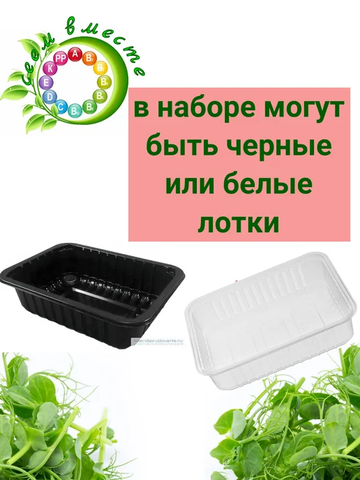 Сеем вместе Набор для выращивания микрозелени МАКСИ, вариант, фото 4