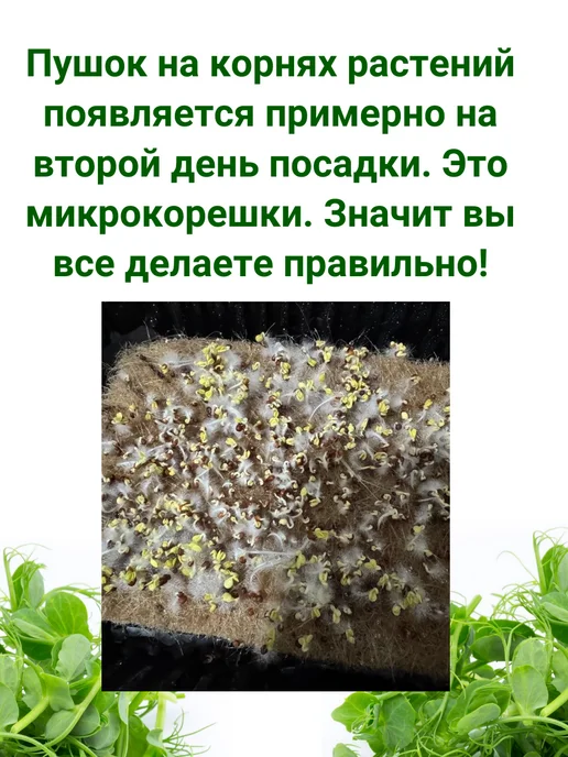 Сеем вместе Набор для выращивания микрозелени МАКСИ, вариант, фото 5