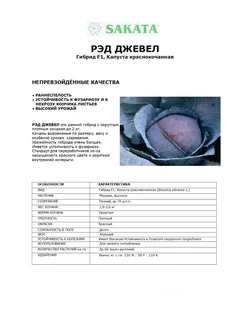 Семена капусты Ред Джевел F1 100 семян (САКАТА/SAKATA) Sakata. Вид 2.