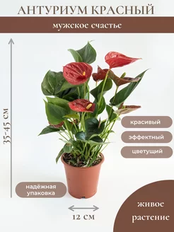 Антуриум Андреанум красный 12см/35-45см / живое растение Plenty Plants 198238121 купить за 1 474 ₽ в интернет-магазине Wildberries