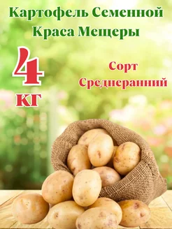 Картофель Семенной Краса Мещеры 4кг Myfanza 198256899 купить за 645 ₽ в интернет-магазине Wildberries