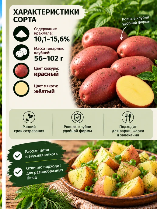 Myfanza Картофель Семенной Ред Скарлетт 2кг, 2 кг, фото 2