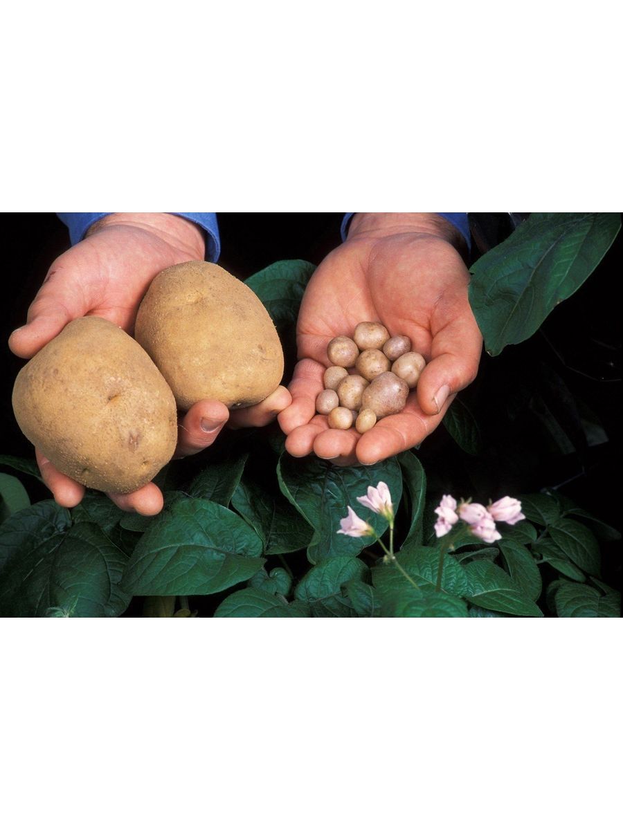 Старый свет биология. Дикий картофель. Родина картофеля. Дикие сорта картофеля. Клубни дикого картофеля.