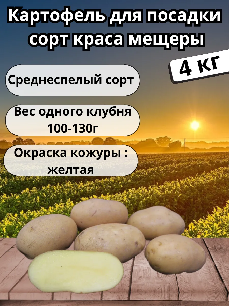 Картофель сорт краса мещеры. Картофель сорт краса мещеры