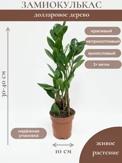 Замиокулькас Долларовое дерево 10см/30-40см / живое растение Plenty Plants 198354363 купить за 1 011 ₽ в интернет-магазине Wildberries