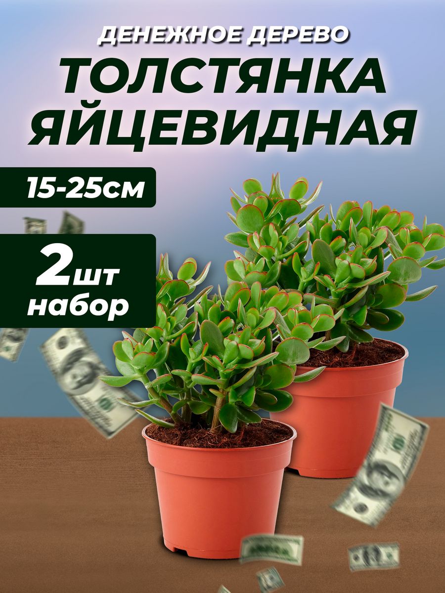 Денежное дерево, толстянка 15-25 см 2 шт GREEN ORGANIC 198472312 купить в  интернет-магазине Wildberries