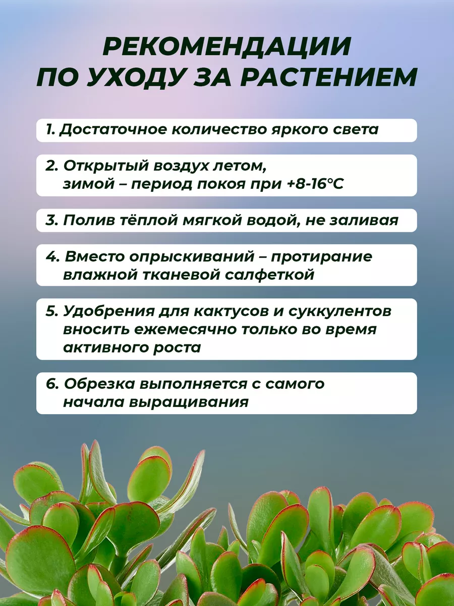 Денежное дерево, толстянка 15-25 см 2 шт GREEN ORGANIC 198472312 купить в  интернет-магазине Wildberries