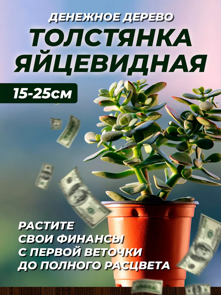 Денежное дерево, толстянка 15-25 см 2 шт GREEN ORGANIC 198472312 купить в  интернет-магазине Wildberries