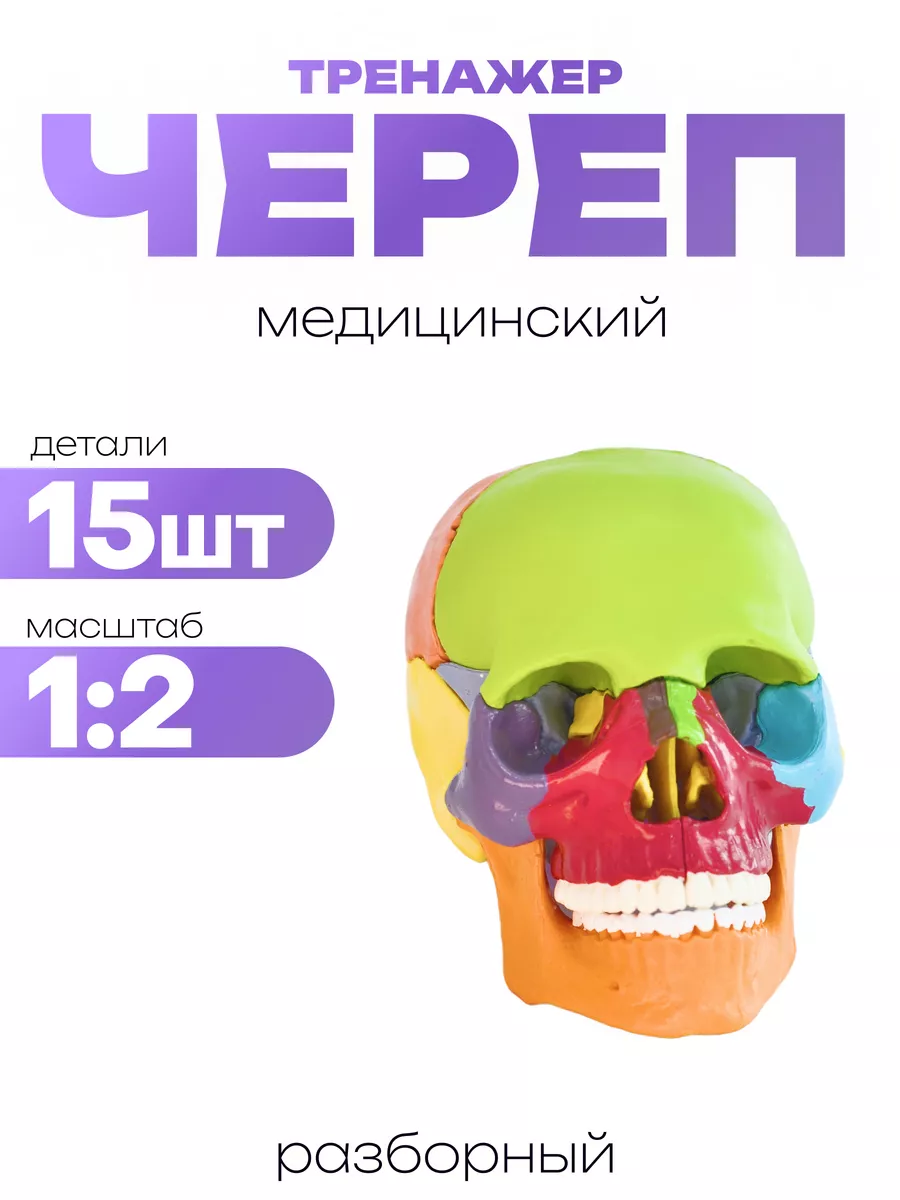 Разборная учебная модель черепа из 15 деталей 1 2