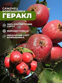 Саженцы Боярышник Геракл Основа Сада 198675586 купить за 430 ₽ в интернет-магазине Wildberries