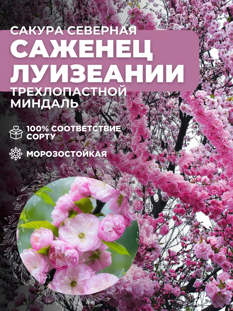 Саженцы Сакура Северная Луизеания Основа Сада 198704539 купить за 1 158 ₽ в  интернет-магазине Wildberries