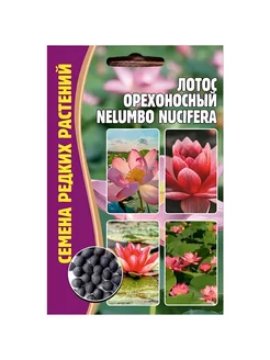 Семена Лотос Орехоносный Nelumbo Nucifera 2 Сем Вкусно и Красиво! 198911282 купить за 245 ₽ в интернет-магазине Wildberries